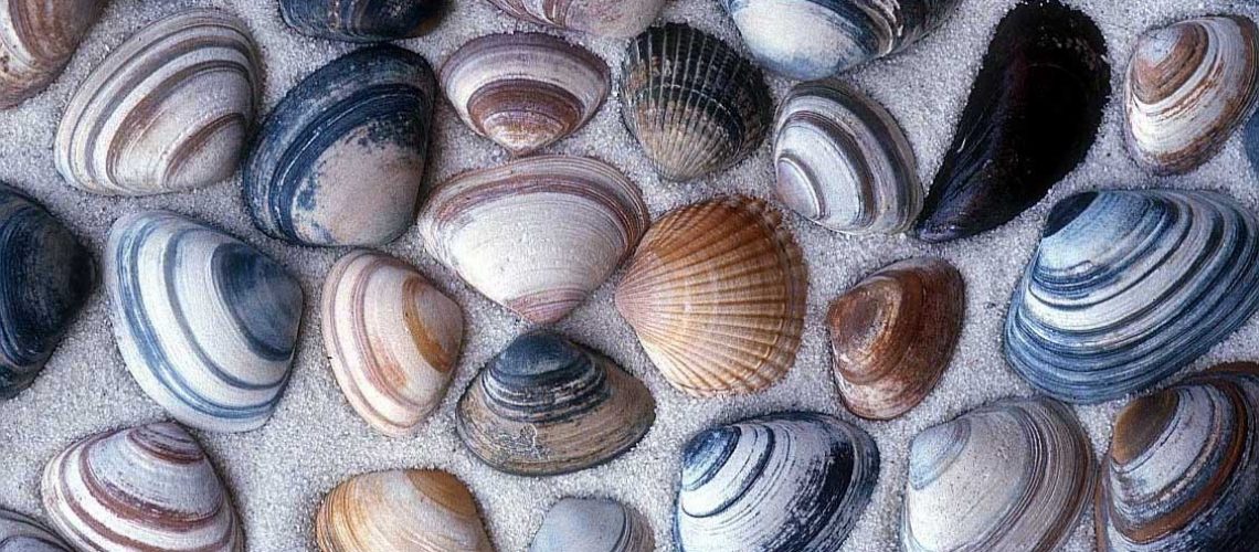 Beach Ocean Shells Sand Clam Free Desktop Wallpaper Tropical