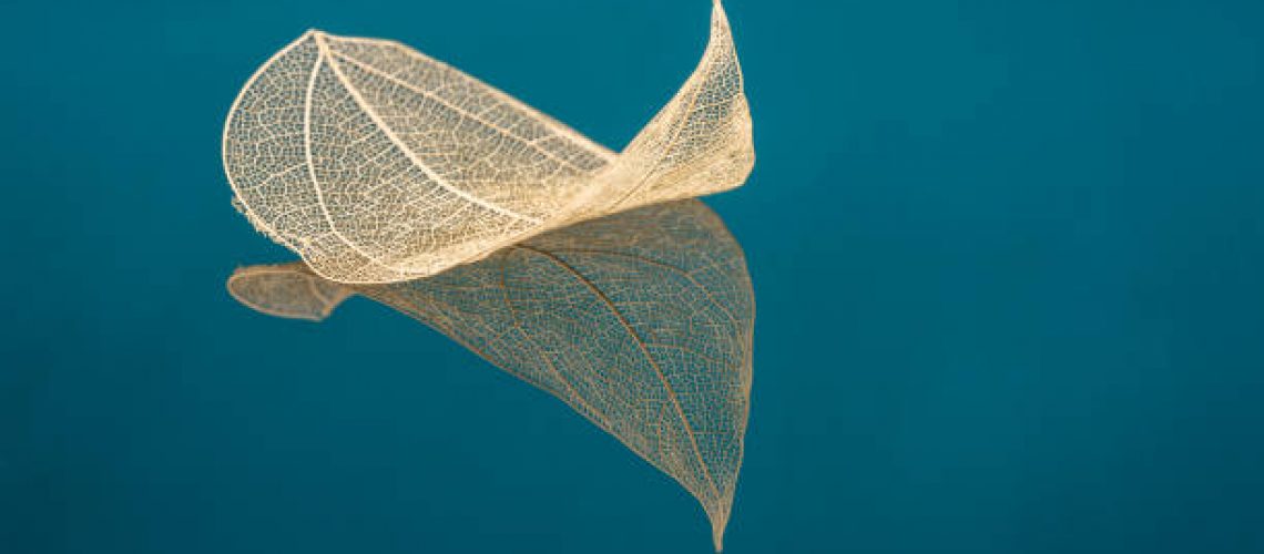 Transparent leaf skeleton on blue glass